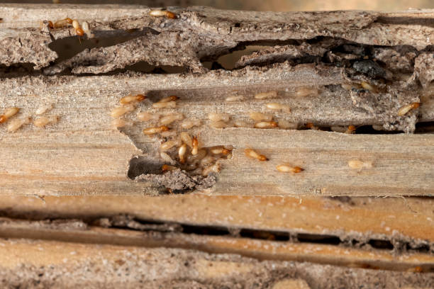 Best Insect Control  in Horse Pasture, VA