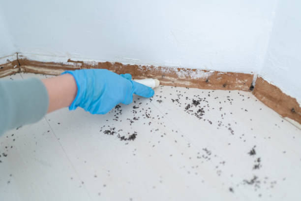 Best Pest Prevention Services  in Horse Pasture, VA